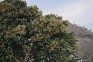 flower mango tree plant fruit nature
