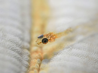 Goby fish on a starfish, Grundel auf Seestern-Arm