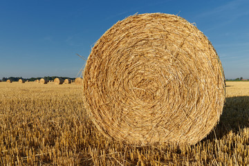 Rundballen aus Stroh liegen auf einem abgeernteten Getreidefeld