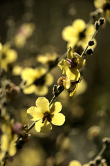 Verbascum nigrum  black mullein in Tuscan meadow  © elliottcb