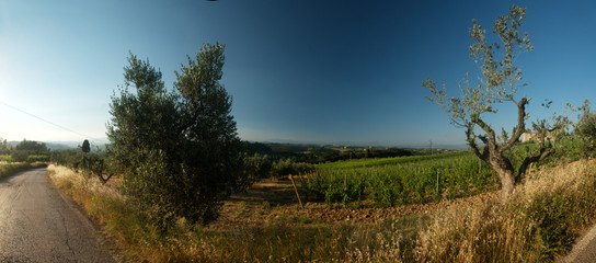 Vineyard in Tuscan sunlight