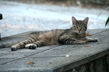 Tuscan tabby cat relaxing on garden paving