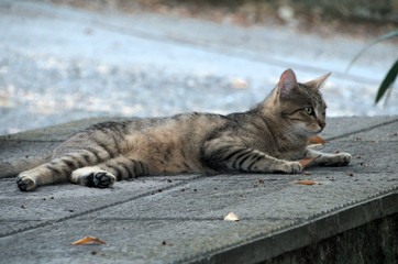 Tuscan tabby cat relaxing on garden paving