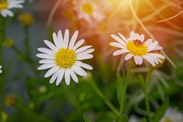 Obraz premium Little white daisy flower with green bokeh
