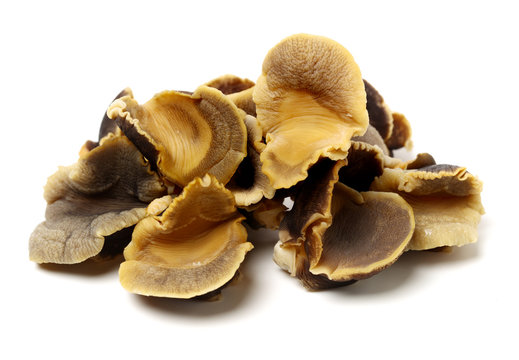 conch  meat on white background