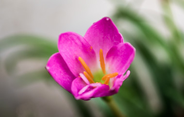 Obraz na płótnie Canvas Pink rain lily closeup