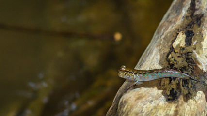 Borneo mudskippers fish Periophthalmodon schlosseri on the driftwood 