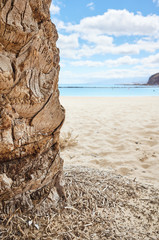 Close up picture of a palm tree trunk on a beach, vacation concept, selective focus.