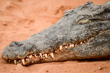 portrait d'un crocodile endormi.