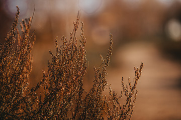 autumn field plants of Russia