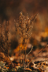 autumn field plants 