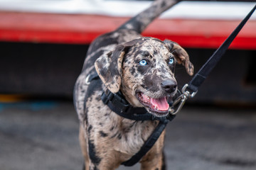 A beautiful Catahoula Leopard Dog enjoying the sights in the city. 