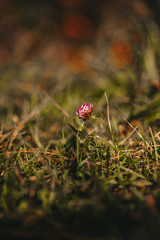 pink clover