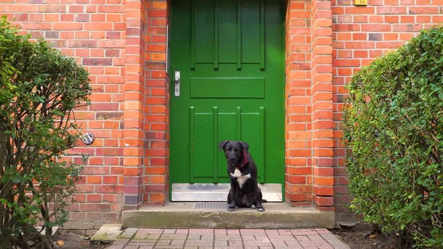 Obedient black labrador waiting in front of the door, Berlin, Germany.