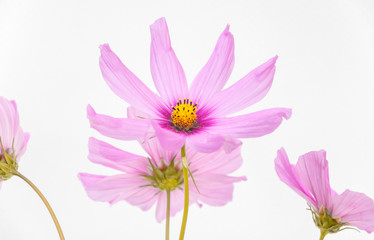 close up of beautiful pink cosmos isolated on white background