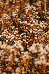autumn field plants 