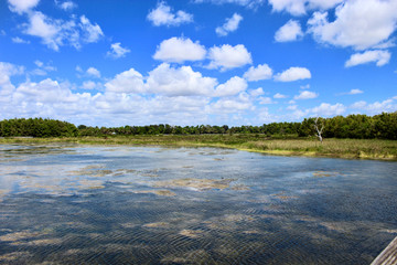 day in the swamp of Florida