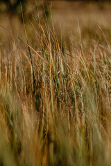 field grass