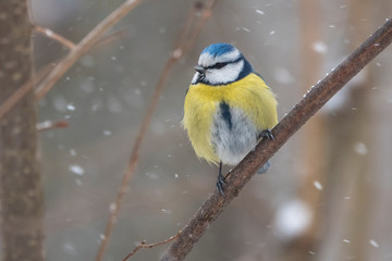Fototapeta premium Winter