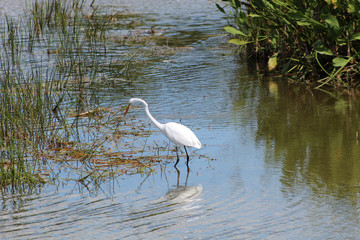 white ibis wading in the marsh