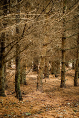 An abstract view inside a dark autumn pine forest