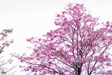 pink ocobo tree over white sky