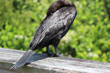 cormorant with turquoise eyes in the swamp
