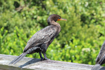 cormorant with turquoise eyes in the swamp