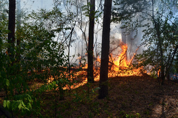 Fire in the forest. 