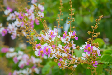 pink and white flower with bokeh