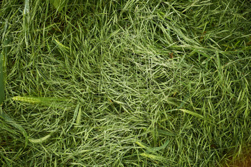 Dew covered grass