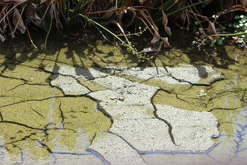 dry cracked clay in swamp
