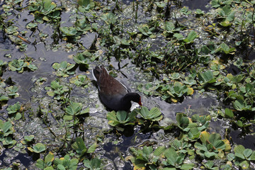 Naklejka premium moorhen duck in marsh