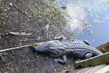 alligator sunbathing on the shore