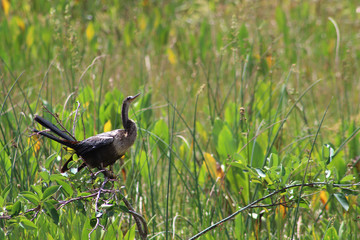 cormorant with turquoise eyes in the swamp