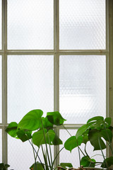 plant by window