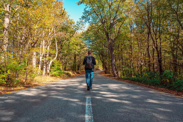 A traveler walks along a road among a yellow autumn forest