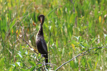 Naklejka premium Bird perched in swamp tree