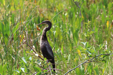 Bird perched in swamp tree