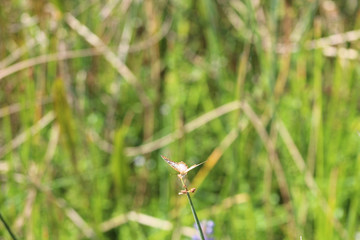 brown butterfly in the Florida swamp