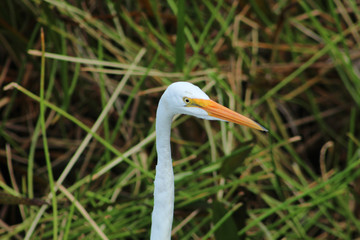 white bird in the Florida swamp
