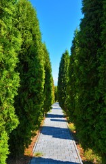 a narrow alley among Thuja trees