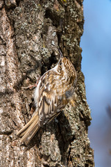 Fototapeta premium Winter