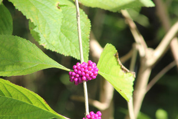 purple swamp berries on tree