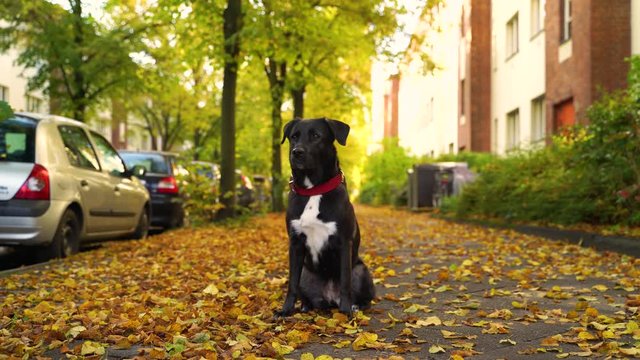 Adorable black labrador at public park, Berlin, Germany.