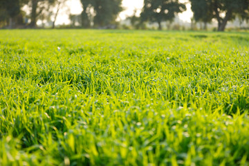 Green wheat field in Indian farm  