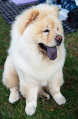 Obraz na płótnie Canvas close up on chow chow dog and the blue tongue