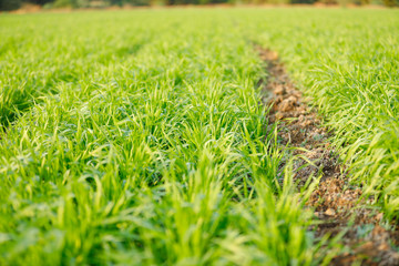 Green wheat field in Indian farm  