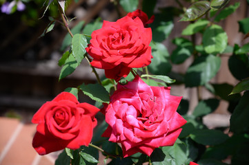 Roses