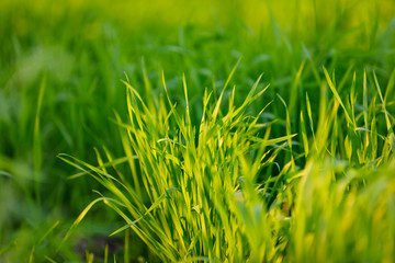 Green wheat field in Indian farm  